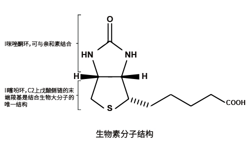 生物素标记