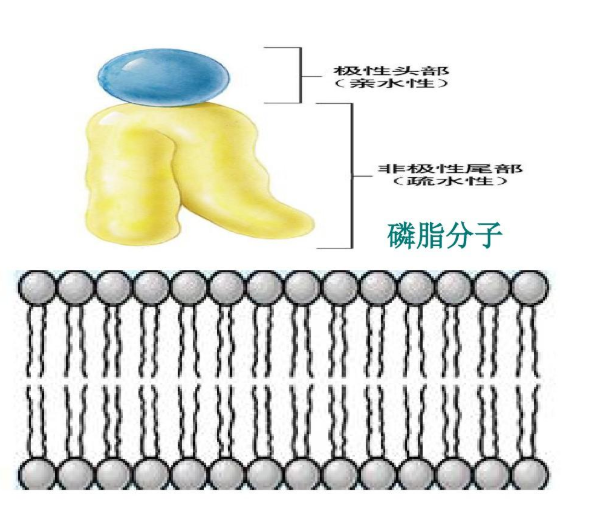 磷脂按骨架/氨基醇分类及其应用